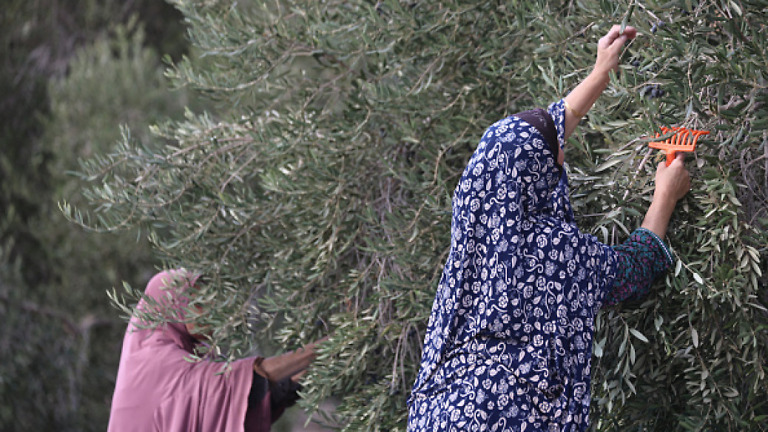 Forze israeliane e coloni causano perdite per 1,9 milioni di dollari agli agricoltori palestinesi in una settimana